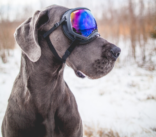 Cool dog by Zach Lucero